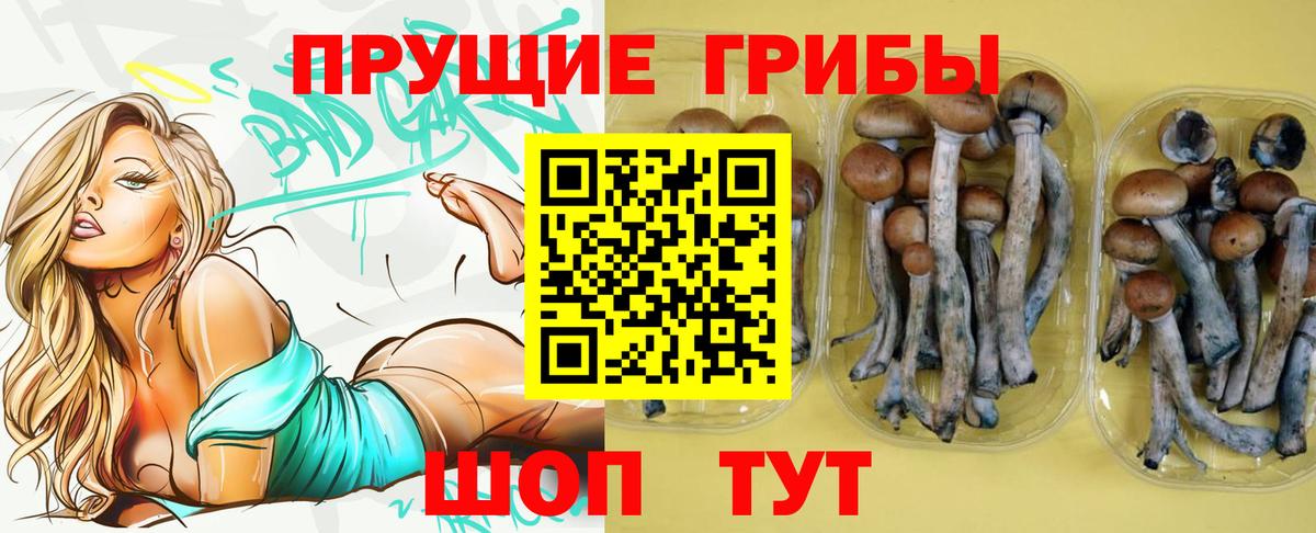 Галлюциногенные грибы Psilocybe  Тейково 